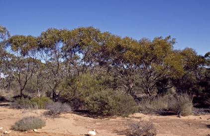 APII jpeg image of Eucalyptus leptophylla  © contact APII