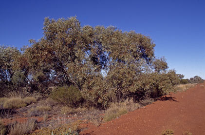 APII jpeg image of Eucalyptus lucasii  © contact APII