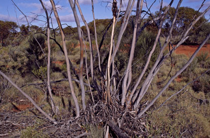 APII jpeg image of Eucalyptus rigidula  © contact APII