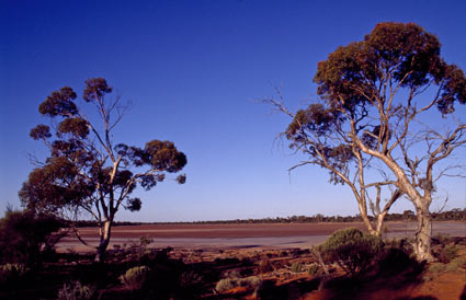 APII jpeg image of Eucalyptus salicola  © contact APII