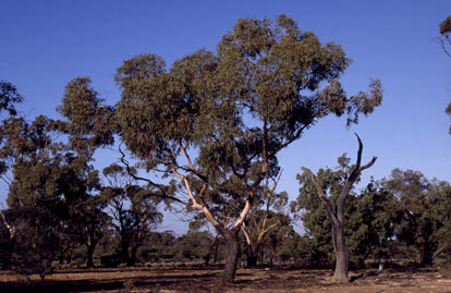 APII jpeg image of Eucalyptus striaticalyx  © contact APII