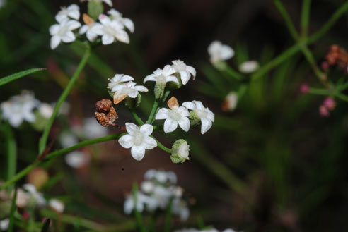 APII jpeg image of Platysace linearifolia  © contact APII