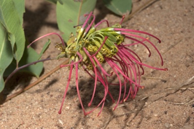 APII jpeg image of Grevillea goodii subsp. goodii  © contact APII