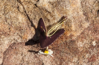 APII jpeg image of Nymphoides planosperma  © contact APII