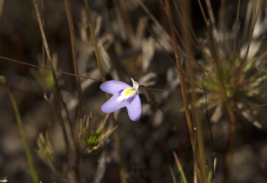 APII jpeg image of Utricularia leptorhyncha  © contact APII