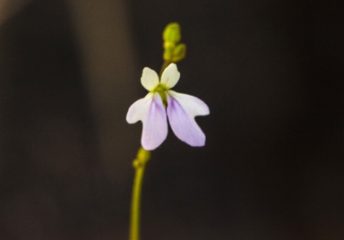 APII jpeg image of Stylidium longicornu  © contact APII