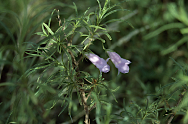 APII jpeg image of Eremophila gilesii subsp. gilesii  © contact APII