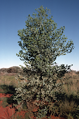 APII jpeg image of Codonocarpus cotinifolius  © contact APII