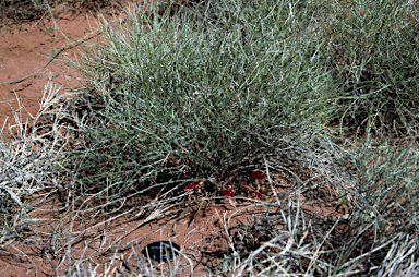 APII jpeg image of Leptosema chambersii  © contact APII