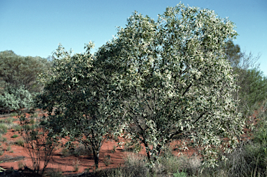 APII jpeg image of Santalum lanceolatum  © contact APII