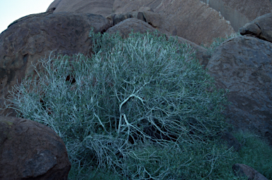 APII jpeg image of Ficus desertorum  © contact APII