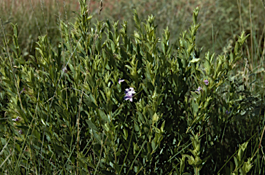 APII jpeg image of Eremophila willsii subsp. integrifolia  © contact APII