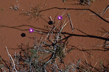 APII jpeg image of Calandrinia polyandra  © contact APII