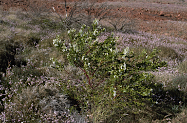 APII jpeg image of Prostanthera striatiflora  © contact APII