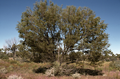 APII jpeg image of Acacia aneura  © contact APII