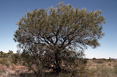 APII jpeg image of Grevillea striata  © contact APII