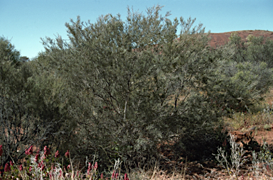 APII jpeg image of Melaleuca glomerata  © contact APII