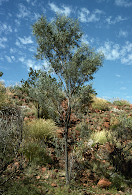 APII jpeg image of Acacia aneura  © contact APII