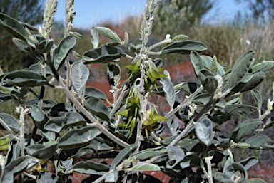 APII jpeg image of Crotalaria cunninghamii subsp. sturtii  © contact APII