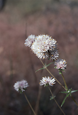 APII jpeg image of Gomphrena rosula  © contact APII