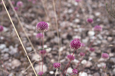 APII jpeg image of Gomphrena magentitepala  © contact APII