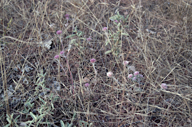 APII jpeg image of Gomphrena magentitepala  © contact APII