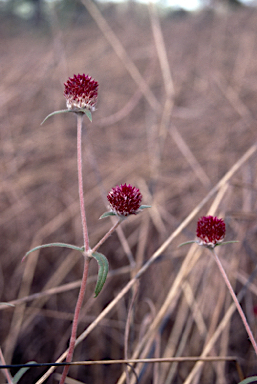 APII jpeg image of Gomphrena atrorubra  © contact APII