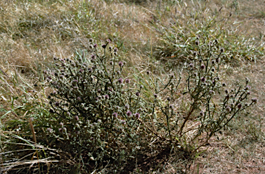 APII jpeg image of Pterocaulon sphacelatum  © contact APII