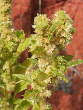 APII jpeg image of Amaranthus undulatus  © contact APII