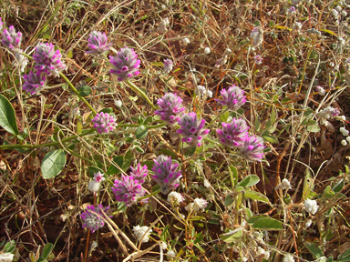 APII jpeg image of Ptilotus carinatus  © contact APII