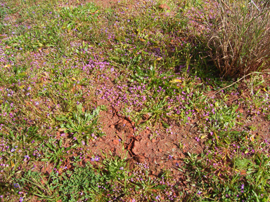 APII jpeg image of Calandrinia pumila  © contact APII