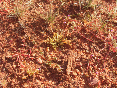 APII jpeg image of Calandrinia stagnensis  © contact APII