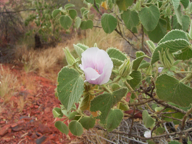 APII jpeg image of Hibiscus sp. Gurinbiddy Range (M.E.Trudgen 15708)  © contact APII