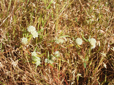 APII jpeg image of Gomphrena lanata  © contact APII