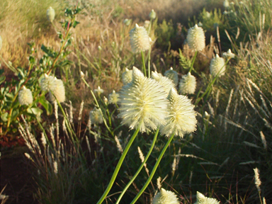 APII jpeg image of Ptilotus macrocephalus  © contact APII