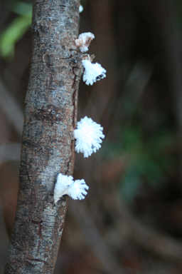 APII jpeg image of Schizophyllum commune  © contact APII