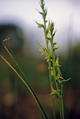 APII jpeg image of Prasophyllum macrostachyum  © contact APII