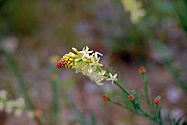 APII jpeg image of Stackhousia monogyna  © contact APII