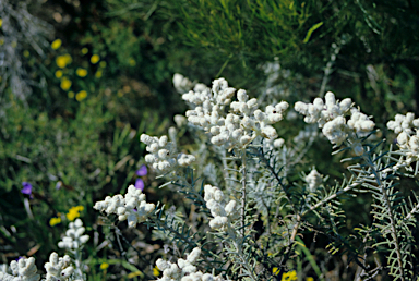 APII jpeg image of Physopsis spicata  © contact APII