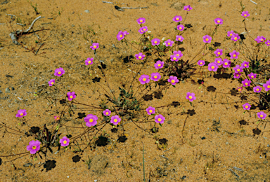 APII jpeg image of Calandrinia polyandra  © contact APII