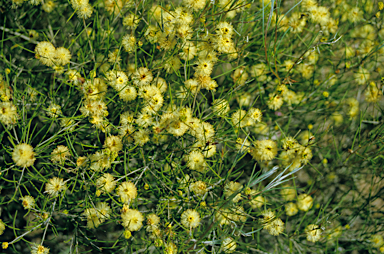 APII jpeg image of Melaleuca uncinata  © contact APII