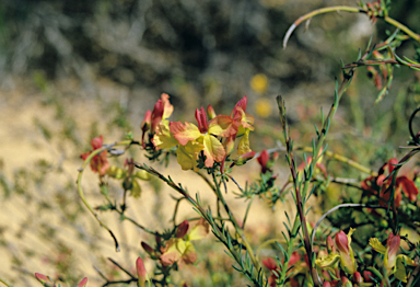 APII jpeg image of Lechenaultia linarioides  © contact APII