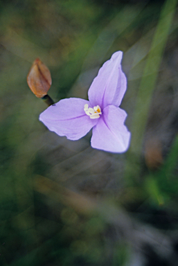 APII jpeg image of Patersonia occidentalis  © contact APII