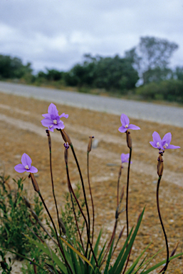 APII jpeg image of Patersonia occidentalis  © contact APII