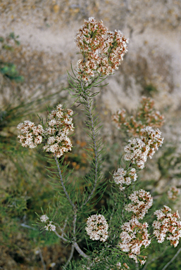 APII jpeg image of Conospermum acerosum  © contact APII