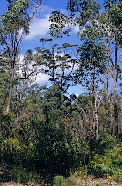 APII jpeg image of Eucalyptus marginata  © contact APII