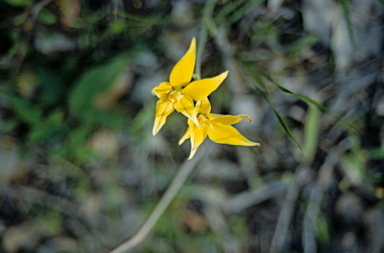 APII jpeg image of Caladenia flava  © contact APII