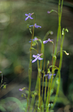 APII jpeg image of Lobelia anceps  © contact APII