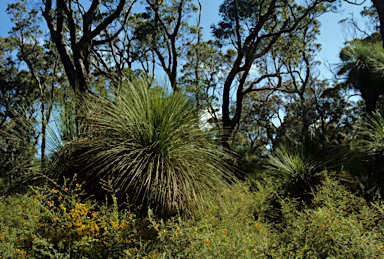 APII jpeg image of Xanthorrhoea preissii  © contact APII