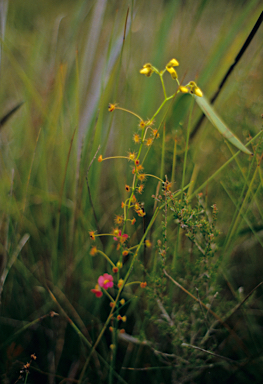 APII jpeg image of Drosera menziesii  © contact APII